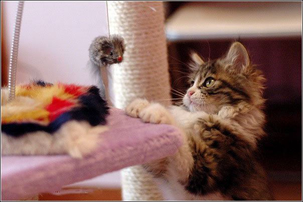 A cat from The Cat API