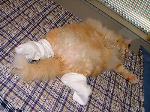 A cat from The Cat API