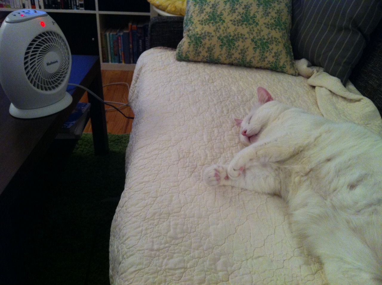 A cat from The Cat API