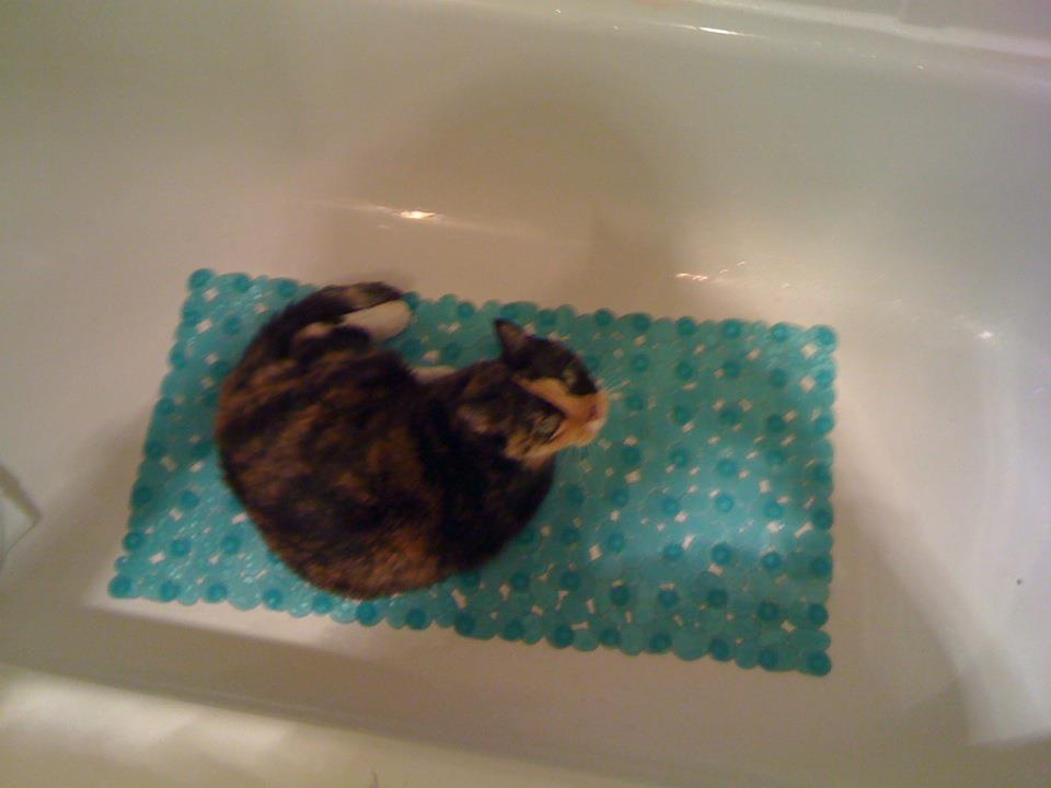 A cat from The Cat API