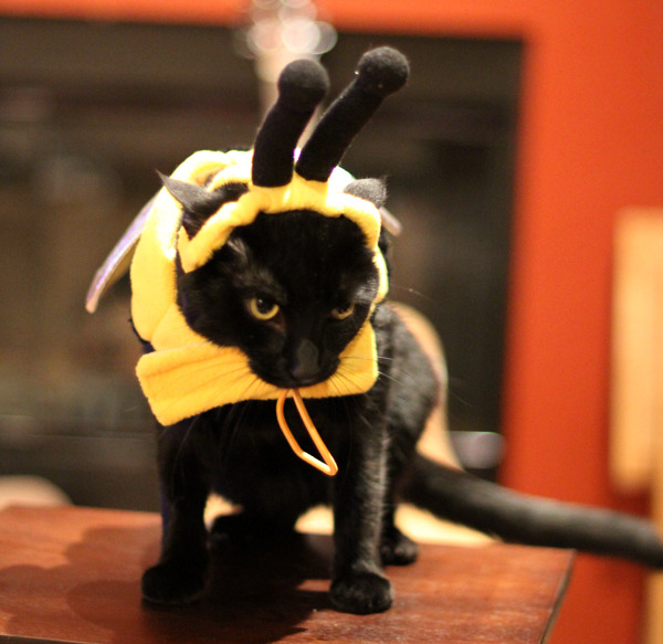 A cat from The Cat API