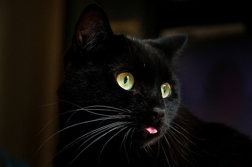 A cat from The Cat API