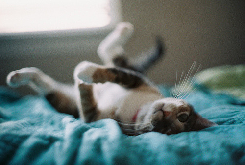 A cat from The Cat API