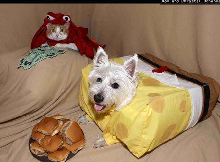 A cat from The Cat API