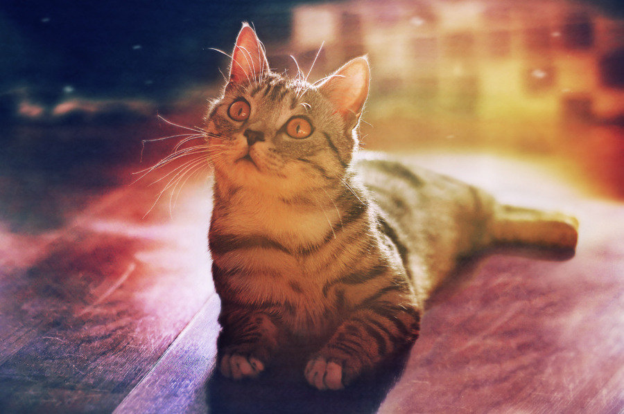 A cat from The Cat API