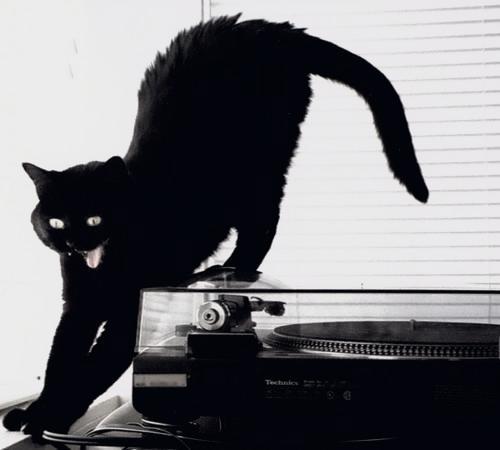 A cat from The Cat API