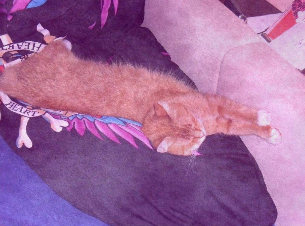 A cat from The Cat API