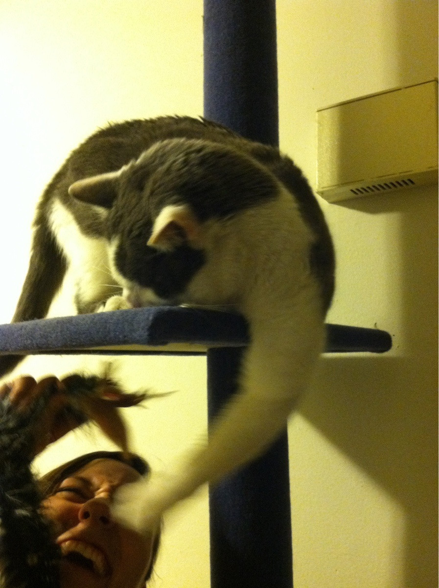 A cat from The Cat API